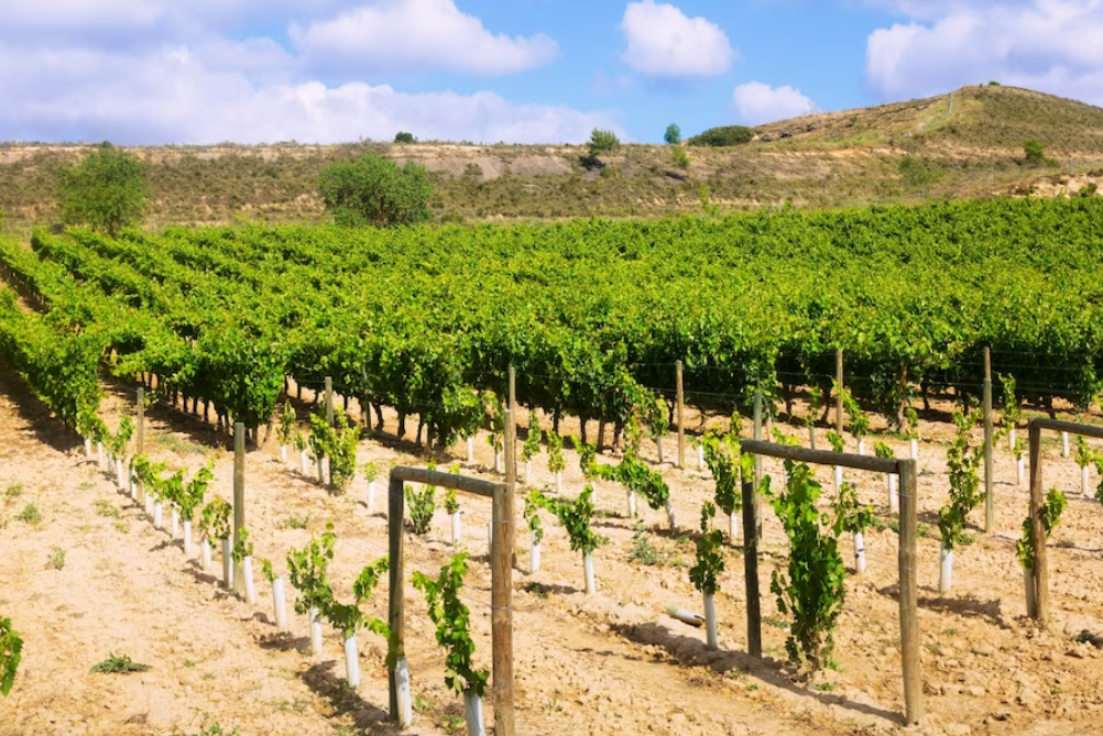 Rutas del vino en España